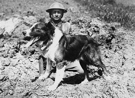 In both world wars, various military tasks were given to Boxer dogs including guard dogs, attack dogs, and messenger dogs